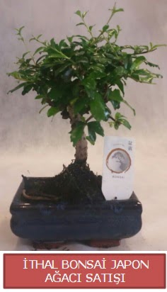 thal kk boy minyatr bonsai aa bitkisi  Batkent Ankara ieki telefonlar 