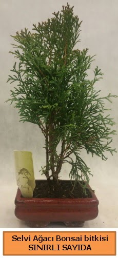Selvi aac bonsai japon aac bitkisi  Batkent Ankara iek sat 