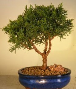 Servi am bonsai japon aac bitkisi  Batkent Ankara iek yolla 