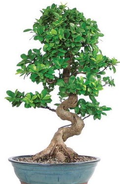 Yaklak 70 cm yksekliinde ithal bonsai  Batkent Ankara ieki telefonlar 