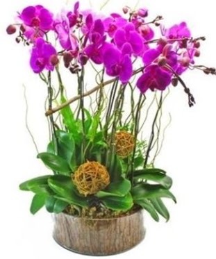 Ahap ktkte lila mor orkide 8 li  Batkent Ankara internetten iek sat 