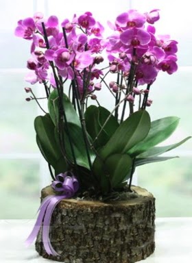 Ktk ierisinde 6 dall mor orkide  Batkent Ankara ucuz iek gnder 