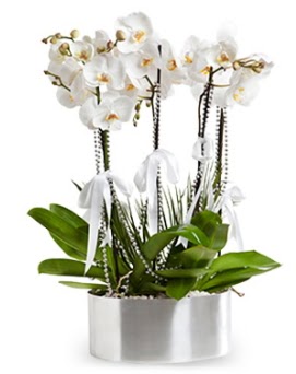 Be dall metal saksda beyaz orkide  Batkent Ankara iek yolla 