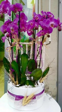 Seramik vazoda 4 dall mor lila orkide  Batkent Ankara online iek gnderme sipari 