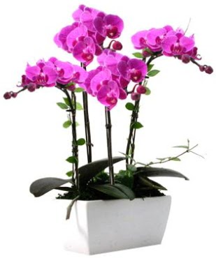 Seramik vazo ierisinde 4 dall mor orkide  Batkent Ankara iek sat 