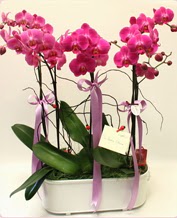 Beyaz seramik ierisinde 4 dall orkide  Batkent Ankara ucuz iek gnder 