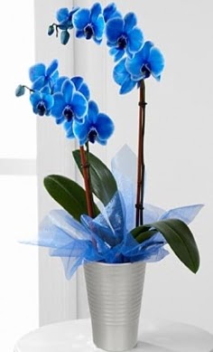 Seramik vazo içerisinde 2 dallı mavi orkide  Batıkent Ankara çiçek , çiçekçi , çiçekçilik 