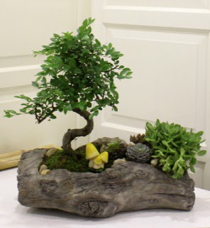 Ağaç kütük içerisinde bonsai ve sukulent  Batıkent Ankara çiçek gönderme sitemiz güvenlidir 