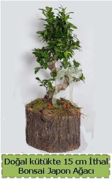 Doal ktkte thal bonsai japon aac  Batkent Ankara iek gnderme 