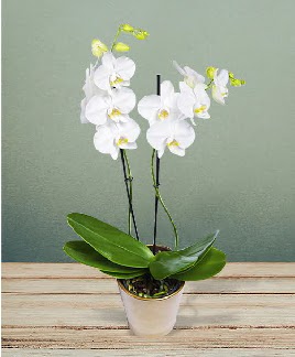 ift dall beyaz orkide sper kalite  Batkent Ankara iek gnderme 