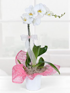 Tek dallı beyaz orkide seramik saksıda  Batıkent Ankara çiçek gönderme  
