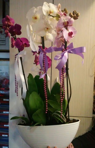 Mor ve beyaz ve pembe 6 dall orkide  Batkent Ankara ucuz iek gnder 