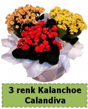 3 renk Kalanchoe Calandiva saks bitkisi  Batkent Ankara iek gnderme 