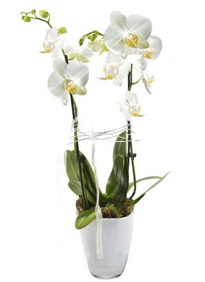 2 dall beyaz seramik beyaz orkide sakss  Batkent Ankara iek gnderme sitemiz gvenlidir 