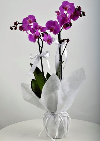 Çift dallı saksıda mor orkide çiçeği  Batıkent Ankara çiçek siparişi vermek 