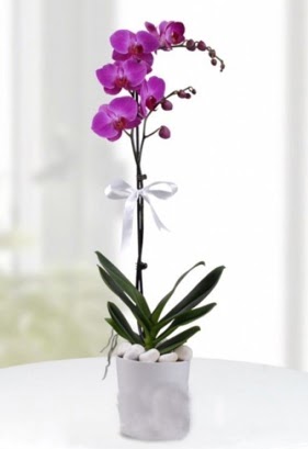 Tek dall saksda mor orkide iei  Batkent Ankara iekiler 