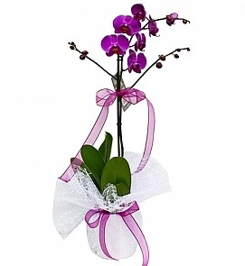 Tek dallı saksıda ithal mor orkide çiçeği  Batıkent Ankara çiçekçiler  