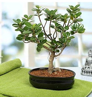 Lovely Ficus Iceland Bonsai  Batkent Ankara anneler gn iek yolla 