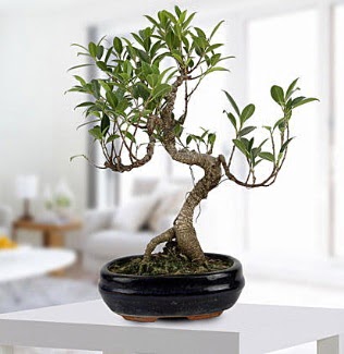 Gorgeous Ficus S shaped japon bonsai  Batkent Ankara yurtii ve yurtd iek siparii 