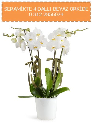 Seramikte 4 dall beyaz orkide  Batkent Ankara iekiler 