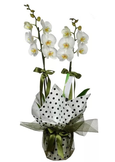 ift Dall Beyaz Orkide  Batkent Ankara 14 ubat sevgililer gn iek 