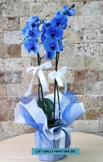 ift dall ithal mavi orkide  Batkent Ankara iek yolla 