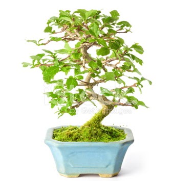 S zerkova bonsai ksa sreliine  Batkent Ankara nternetten iek siparii 
