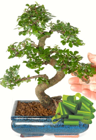 Yaklak 25 cm boyutlarnda S bonsai  Batkent Ankara iek siparii sitesi 