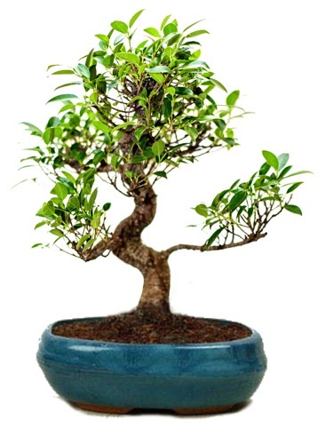 25 cm ile 30 cm aralnda Ficus S bonsai  Batkent Ankara iek gnderme sitemiz gvenlidir 