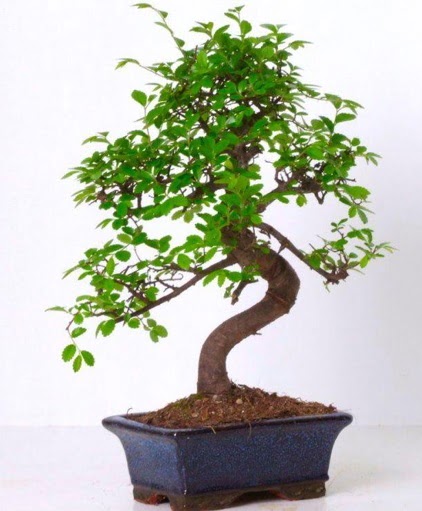 S gvdeli bonsai minyatr aa japon aac  Batkent Ankara iek gnderme sitemiz gvenlidir 