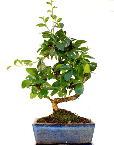 S gvdeli carmina bonsai aac  Batkent Ankara iek yolla  Minyatr aa