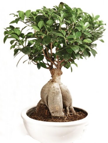 Ginseng bonsai japon aac ficus ginseng  Batkent Ankara nternetten iek siparii 